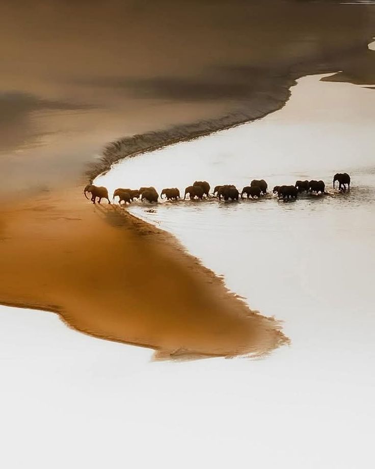 A herd crossing a river at dawn, seen from above